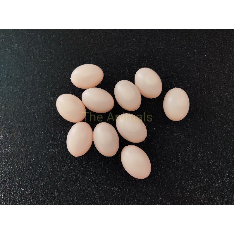 10 Trứng chim bồ câu giả