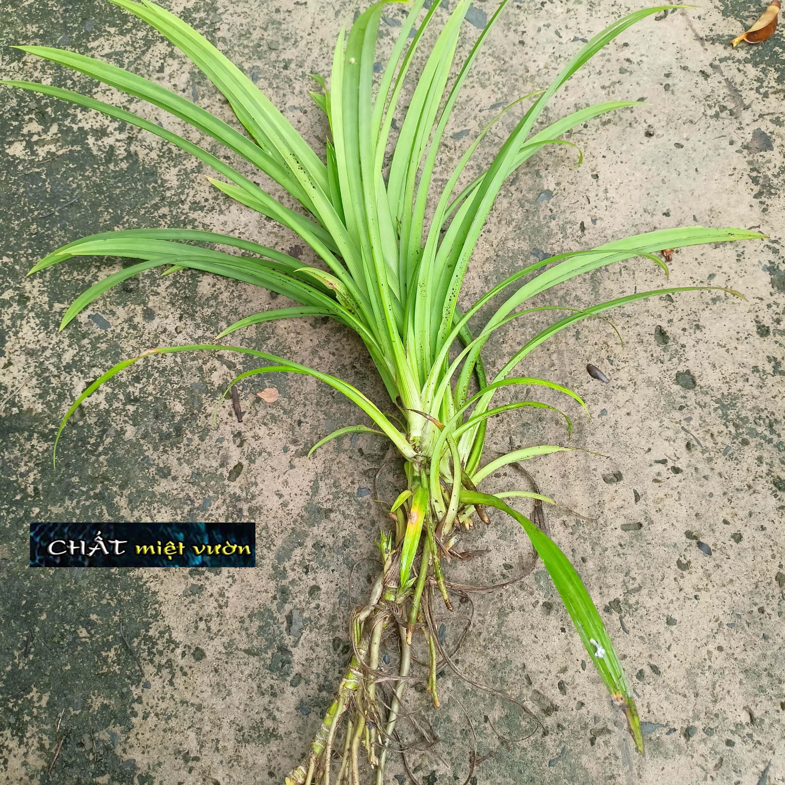 Pandan Plant