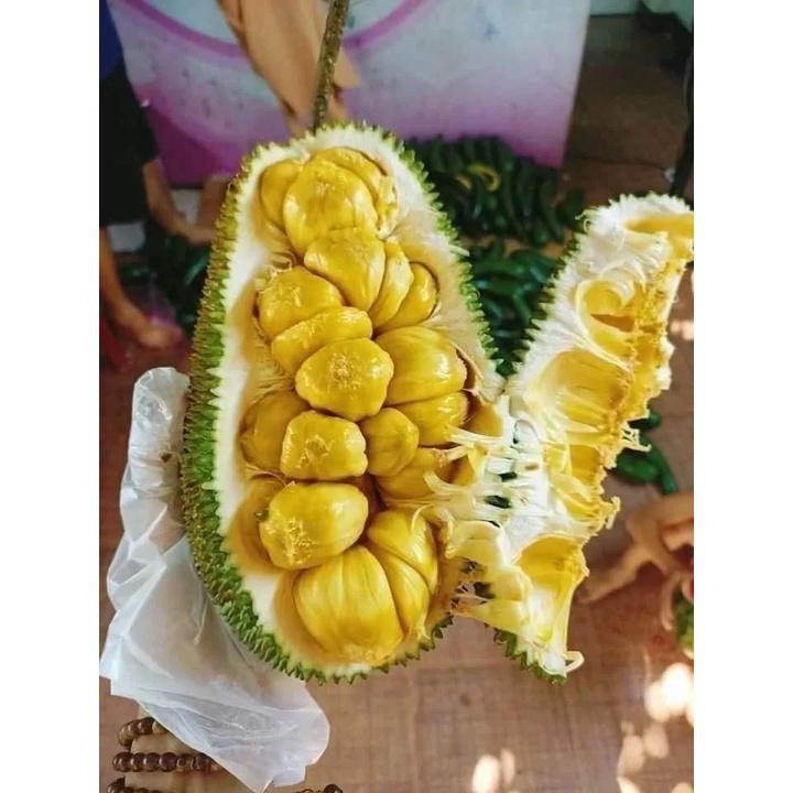 CÂY GIỐNG MÍT TỐ NỮA GHÉP (SIÊU SỚM)