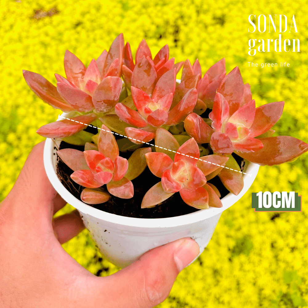 SEN ĐÁ ĐÁ ĐỎ SIZE TRUNG BÌNH SIÊU KHỎE ĐẸP LỖI 1 ĐỔI 1