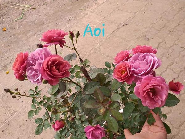 Chậu hoa hồng Nhật Aoi đang nhiều hoa nụ