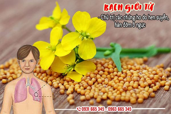 Bạch Giới Tử 1KG Khô - Dược Liệu Thanh Bình