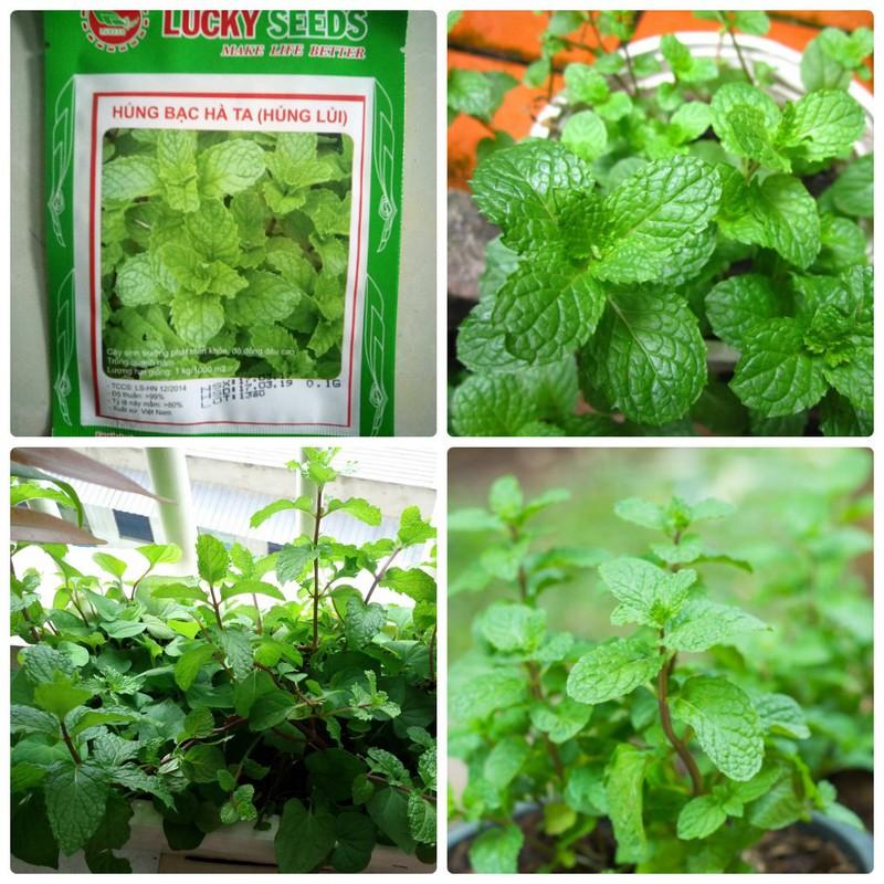 Bộ 2 gói hạt giống húng lủi húng bạc hà ta