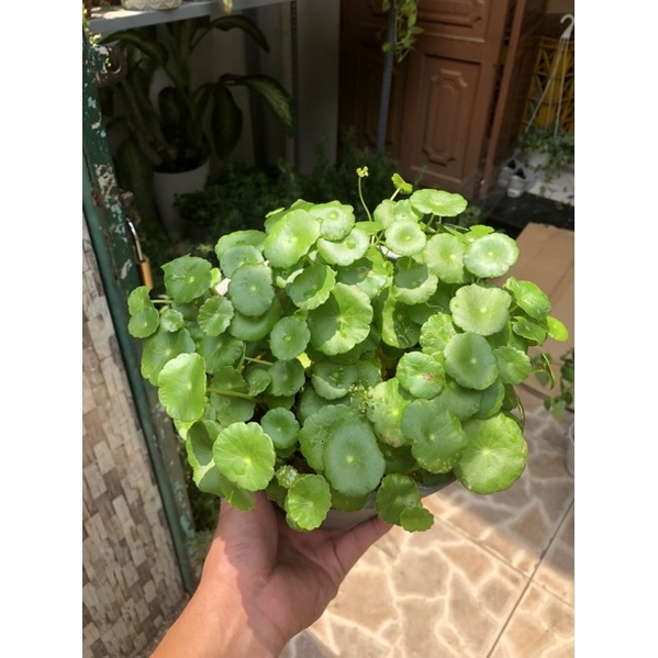 Cây cỏ đồng tiền - rau má nhật - rất dễ trồng