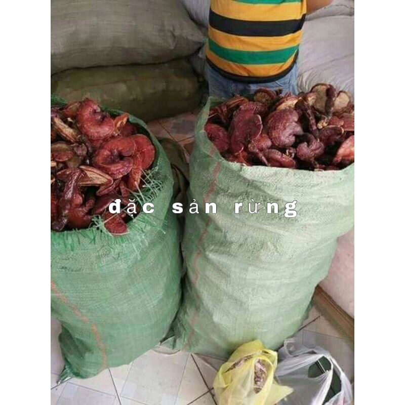 Nấm Linh Chi Đỏ - Đặc Sản Rừng ( gói 500gr )