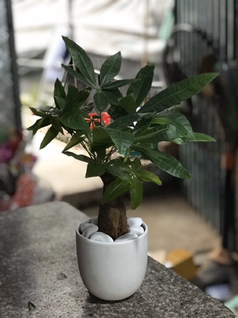 Chậu Cây Kim Ngân Để Bàn ( Cả Chậu Sứ)