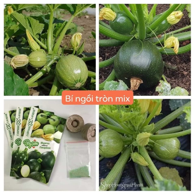 Hạt Giống Bí Ngòi  Xanh Chịu Nhiệt Quả Tròn - Gói 2gram