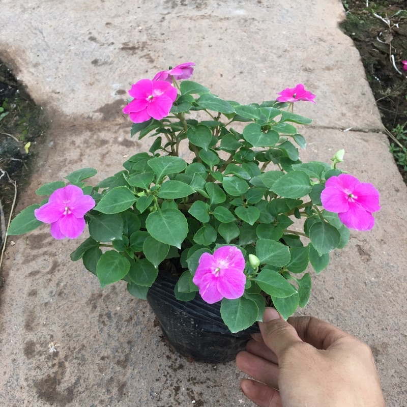 [CHỈ GIAO MIỀN BẮC] Hoa Ngọc Thảo Đơn Sẵn Nụ Và Hoa (Cây Như Ảnh)