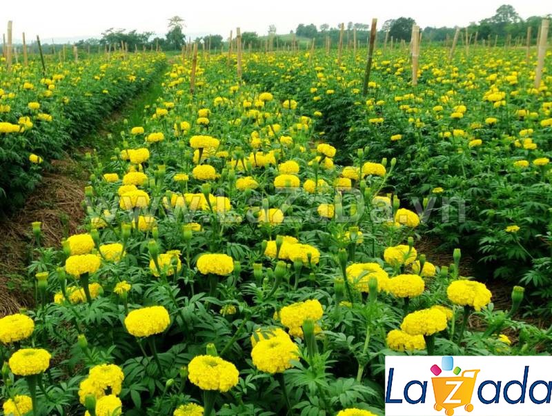1gr 300.hạt hạt giống hoa cúc vạn thọ cao vàng sai bông f1 tg71