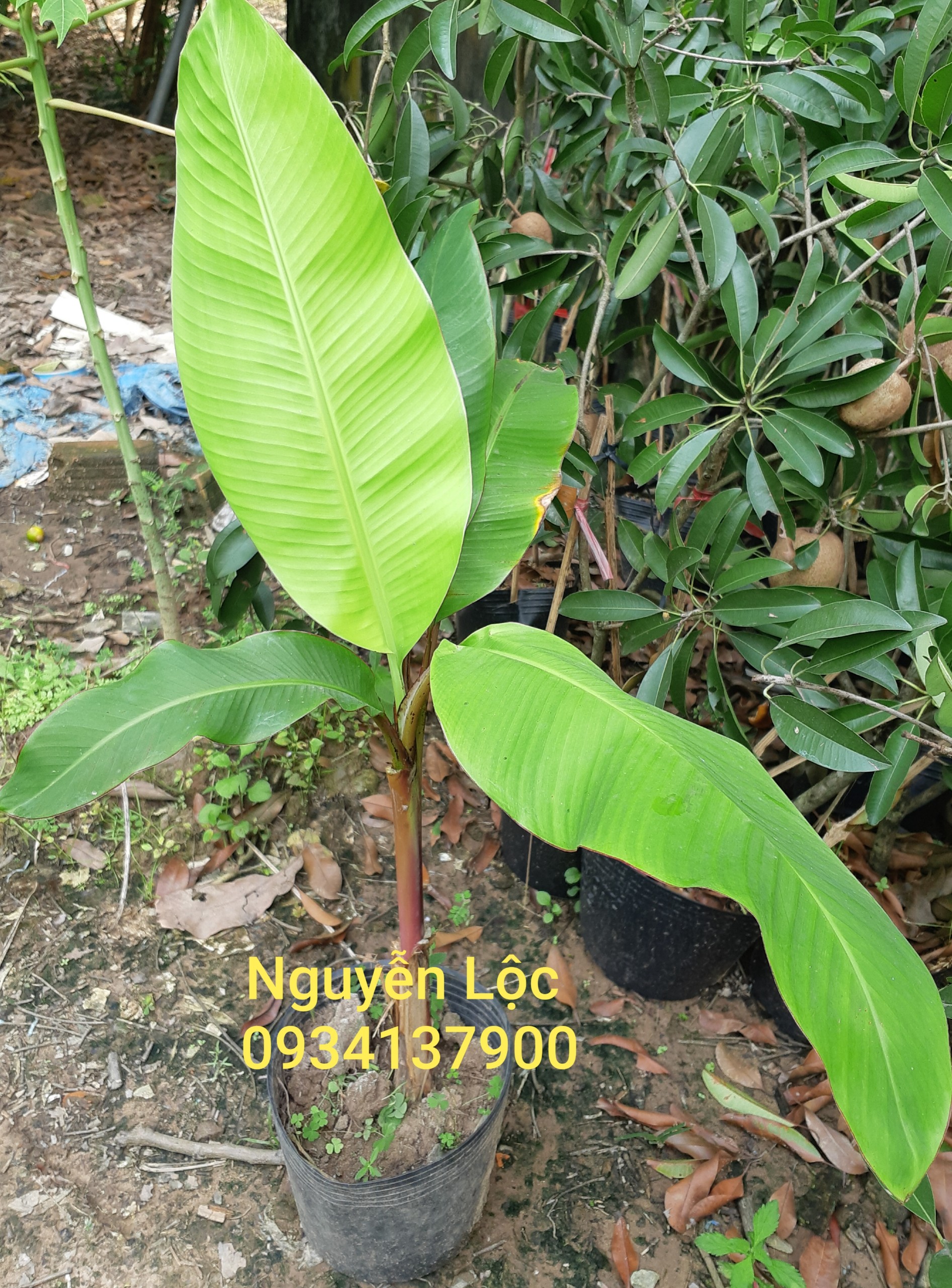 Cây chuối cau giống mẵn, giống lùn, mau trái- Hoa kiểng Nguyễn Lộc