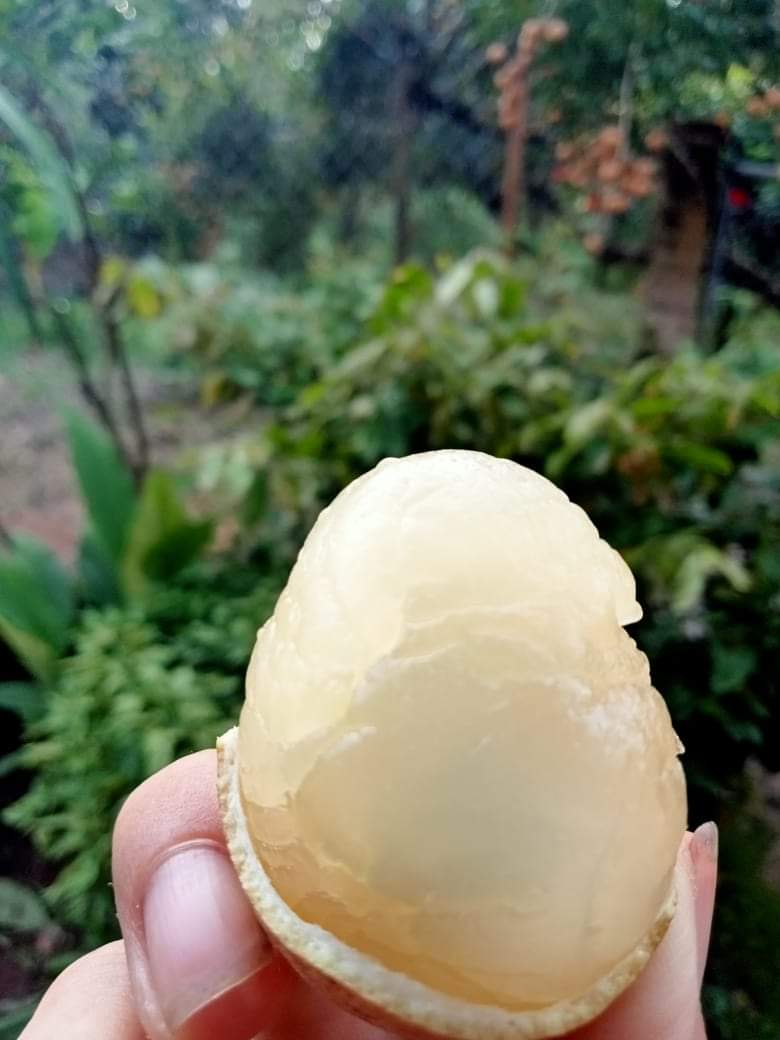 HCM - Nhãn Ido giá tại vườn (kg) - [Giao nhanh TPHCM]