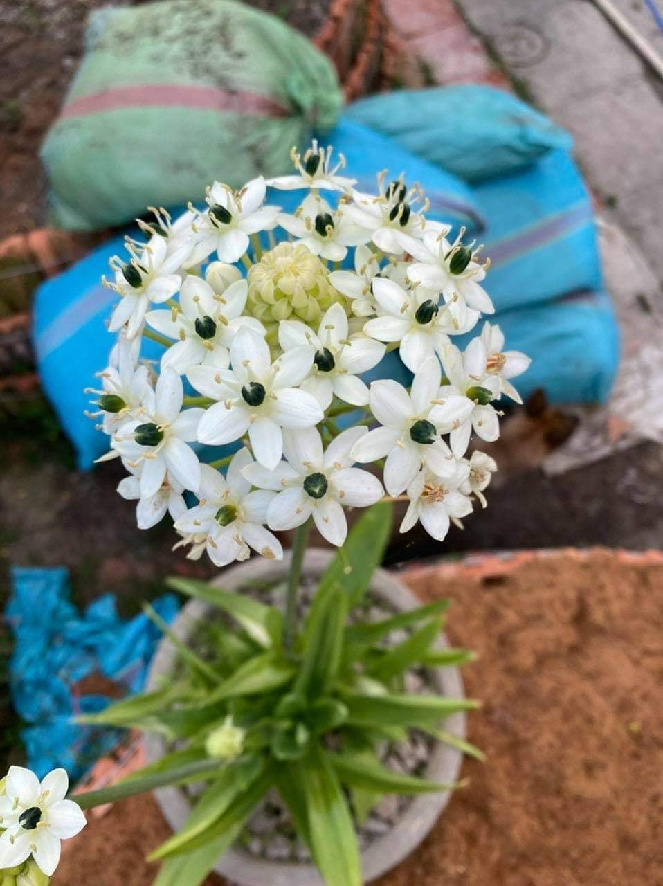 Củ giống hoa thiên Nga - 1 củ