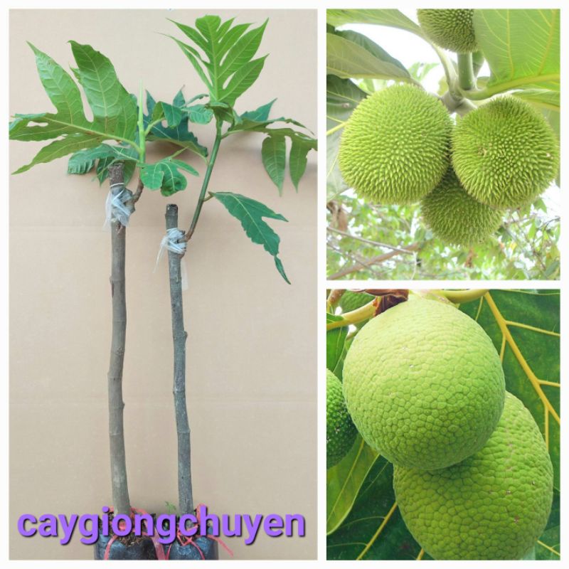 Cây sa kê ghép cho quả sau 1.5 năm