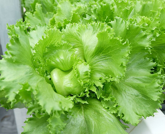 Hạt giống xà lách mineto Rạng Đông