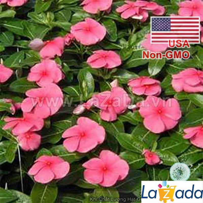 50h Hạt Giống Hoa Dừa Cạn Lùn Hồng (C2.302| -KD: B6*V24*M003)