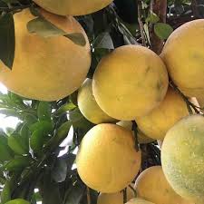 combo 2 CÂY GIỐNG BƯỞI ĐỎ TÂN LẠC dòng quả sớm