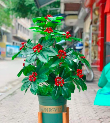 Cây quả sơ ri cao 70cm chưa chậu