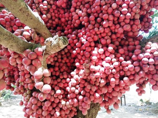 CÂY GIỐNG DÂU DA ĐẤT Ngọt