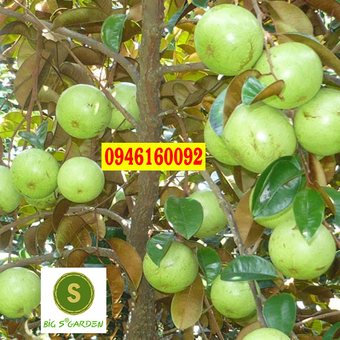 Cây Giống Vú sữa - Đủ Loại