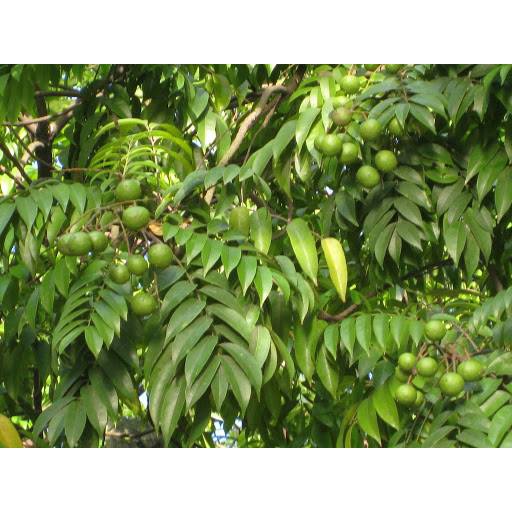 Hạt giống Cây Sấu dể trồng/Gói 5 hạt
