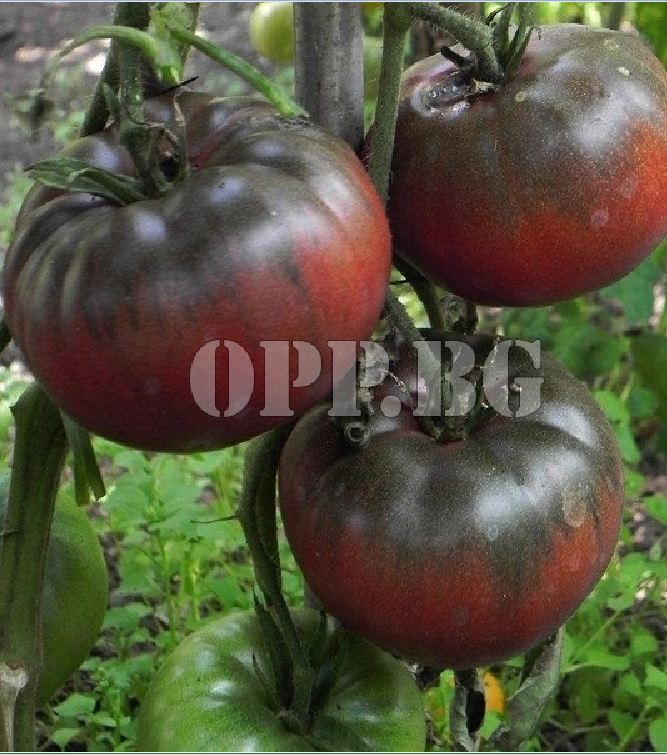 Hạt giống cà chua socola quả to - 10 hạt