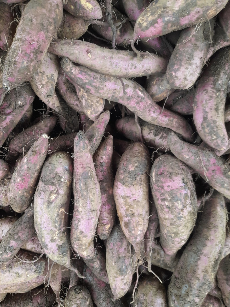 KHOAI LANG MậT TUYệT NGON (LOạI TRUNG 8-10 Củ/ KÝ)- SAM LÊ SHOP