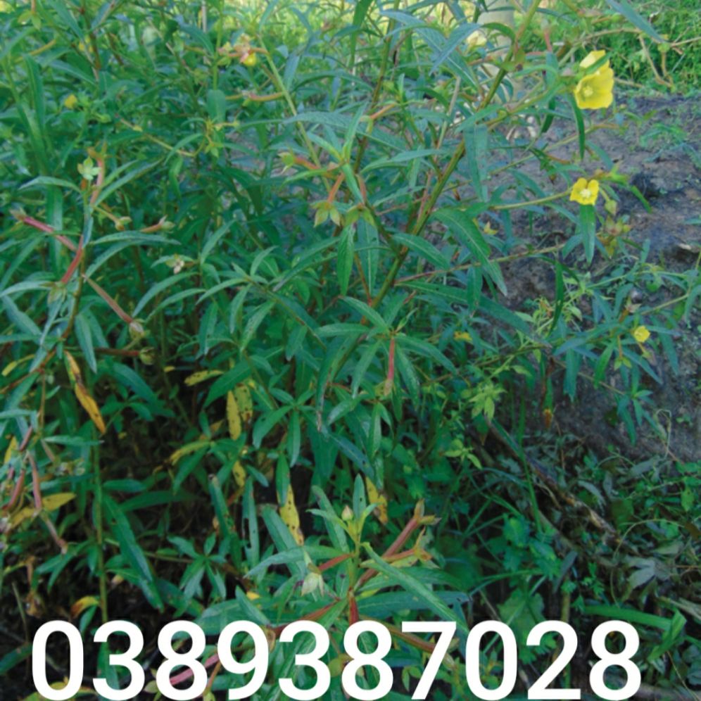 hạt giống cây rau mương,500 hạt