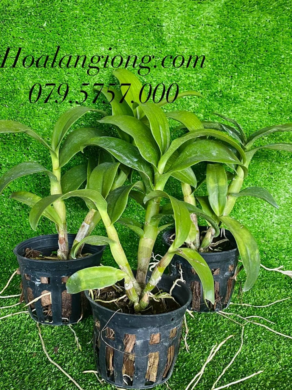 HOA LAN DENRO CỜ ĐỎ XỔ CHỚP 5%