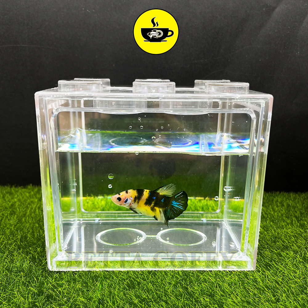 Bể Cá Lắp Ghép - Hồ cá mini kiểu dán độc đáo - Trang trí bàn học bàn làm việc