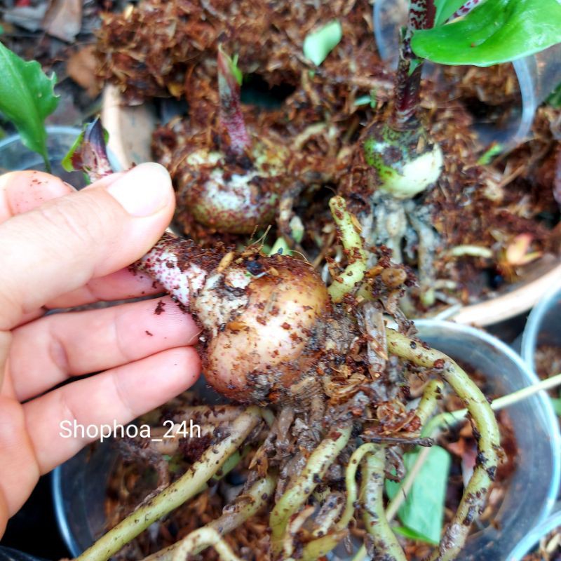 hoa hồng tú cầu củ giống