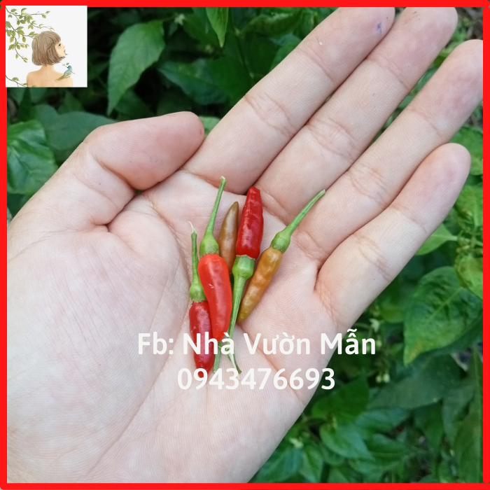 20 Hạt Giống Ớt Mắt Chim Thái Lan