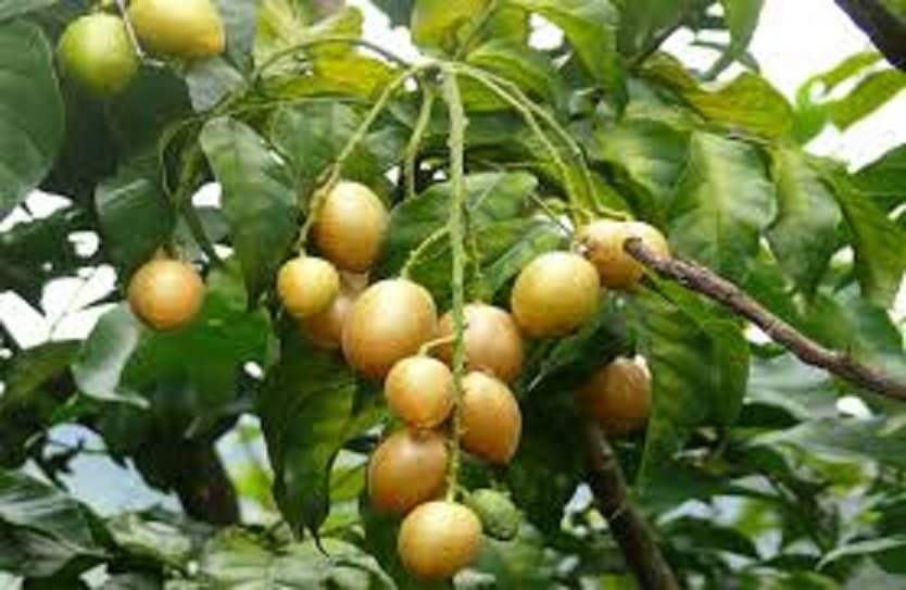 CÂY GIỐNG QUẤT HỒNG BÌ SIÊU NGỌT