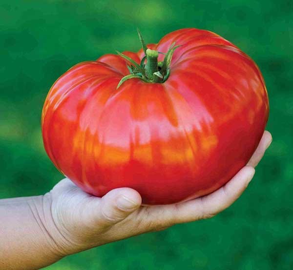 Hạt giống cà chua đỏ khổng lồ F1 ( 30 hạt/gói )- ( TẶNG gói kích thích hỗ trợ hạt nảy mầm)