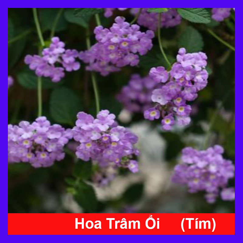 Cây Hoa Trâm Ổi Tím - Cây cảnh sân vườn