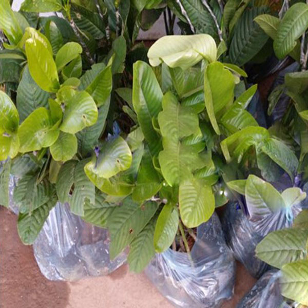 CÂY GIỐNG CÂY TAI CHUA ( CÂY BỨA CỌNG )