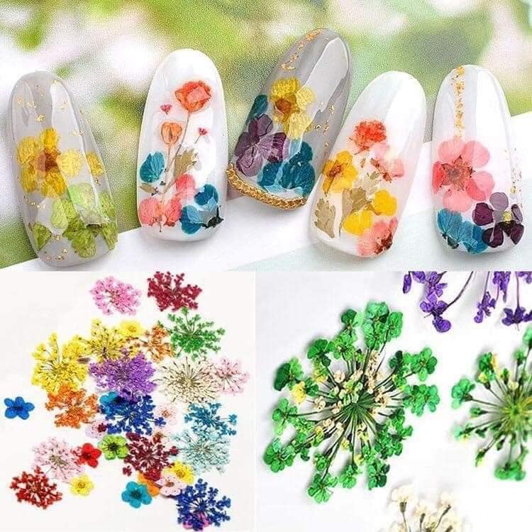 Hoa Khô tường vy cánh Mỏng Ẩn trang trí móng