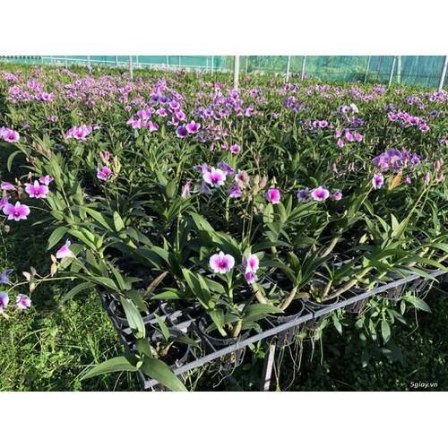 Cây Lan Dendro YaYa Mini Siêu Siêng Hoa, Cực dễ chăm