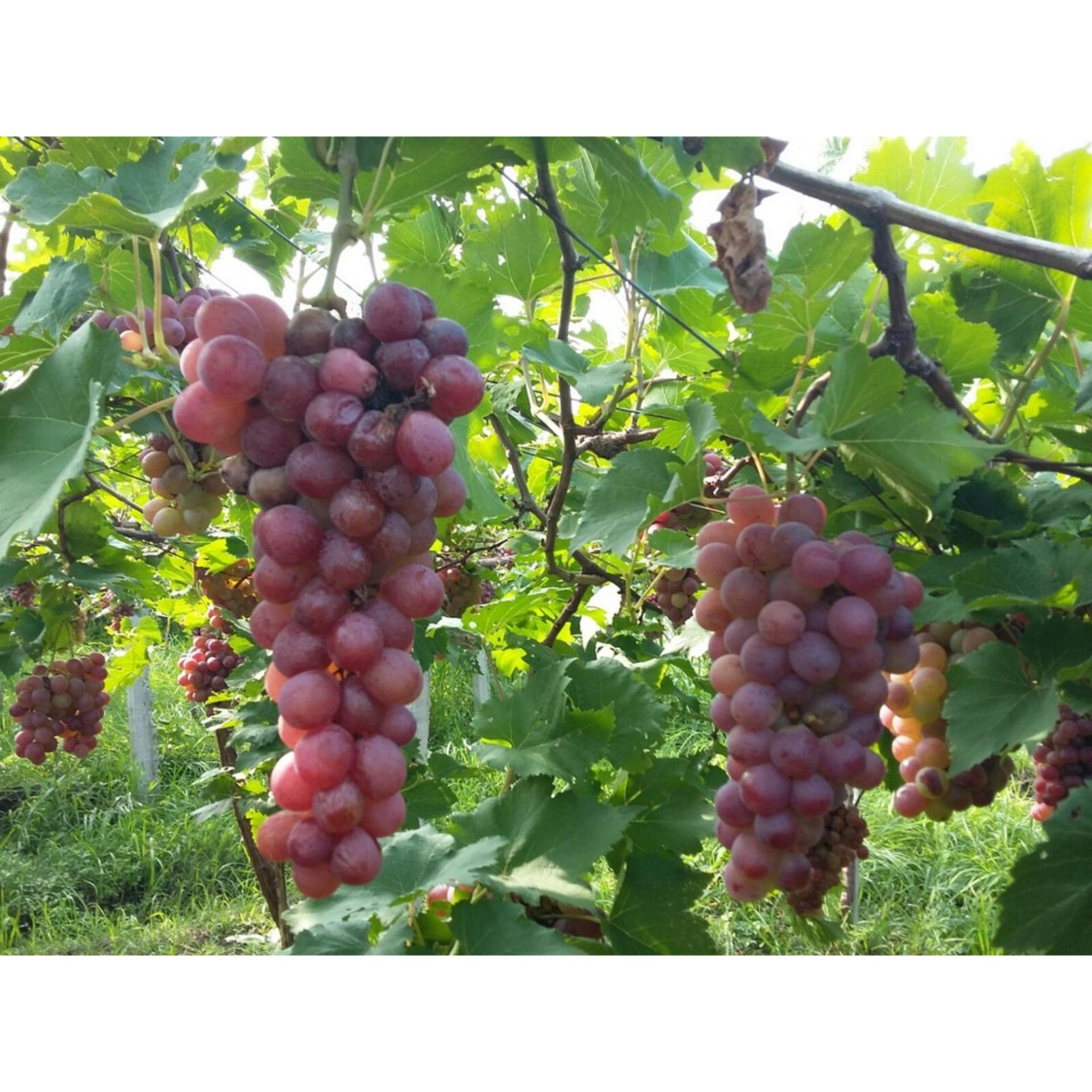 10 Hạt giống Nho pháp (tặng Kích nẩy mầm, Hướng dẫn ươm)