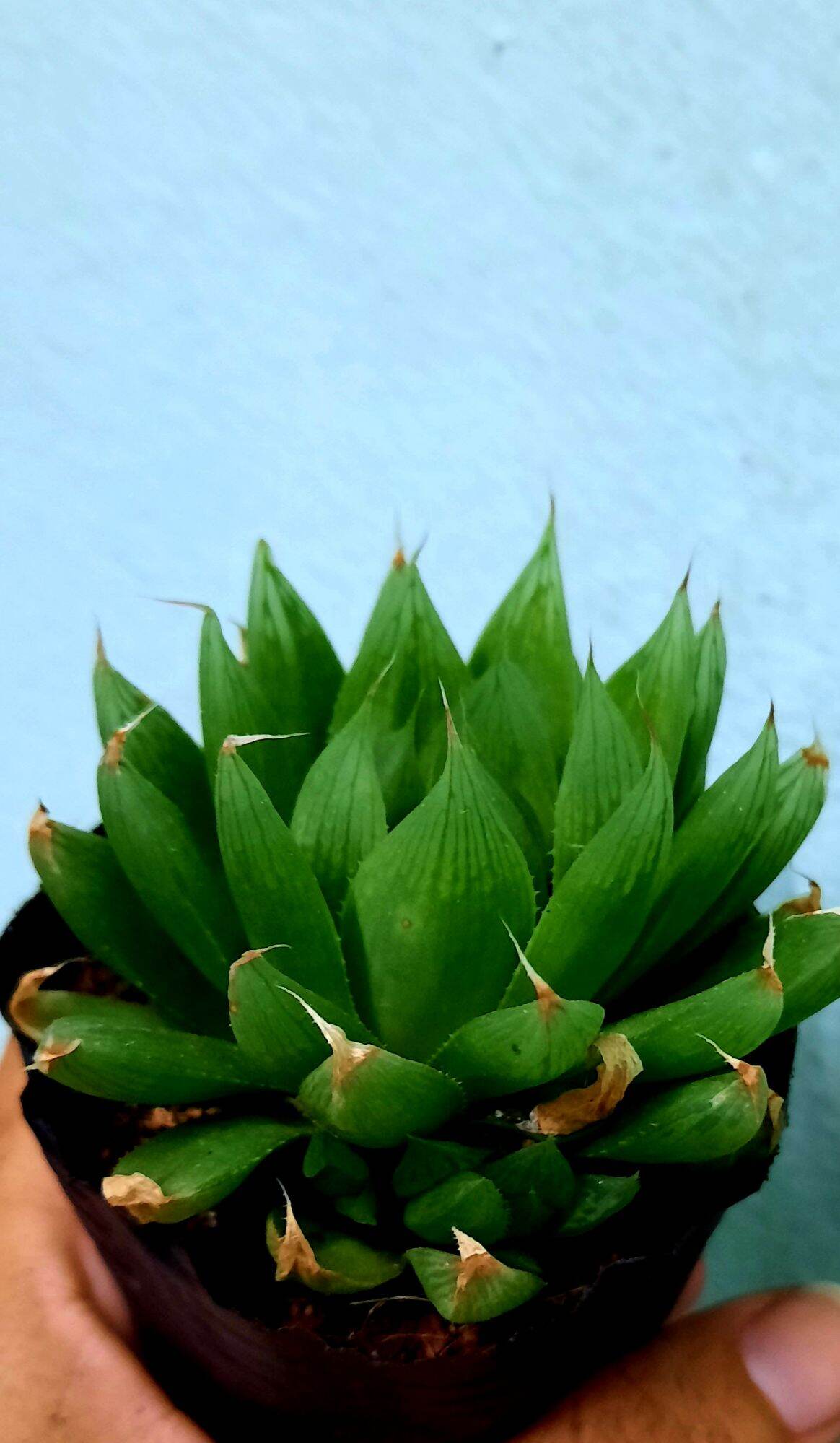 Sen đá NGỌC ĐUỐC size bầu