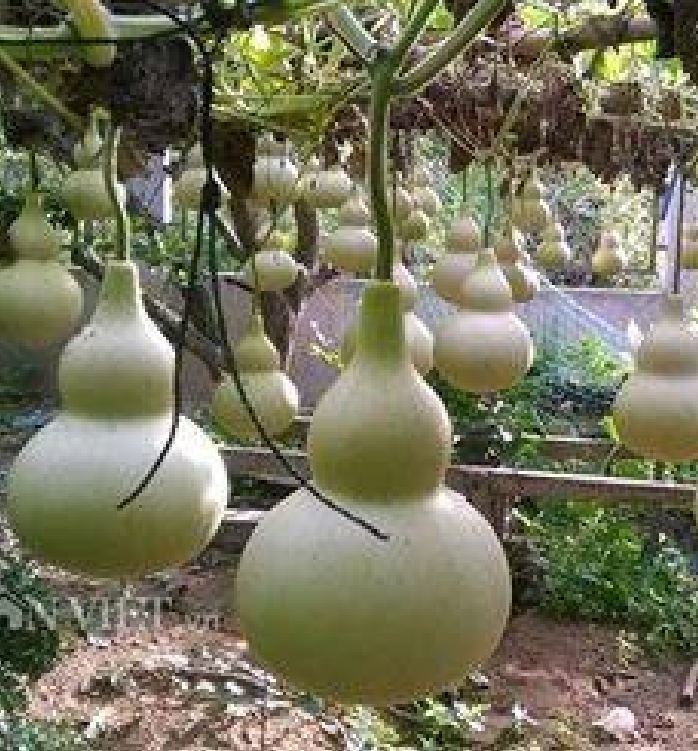 Hạt giống bầu hồ lô leo dàn(gói 5 hạt)