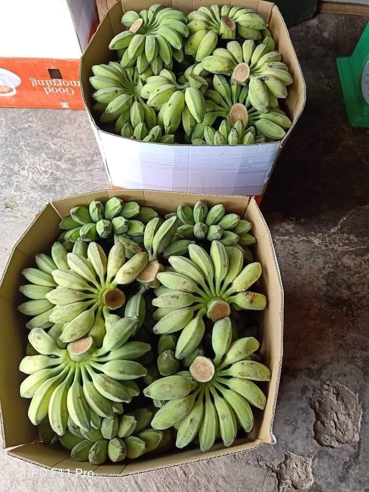 CHUỐI SÁP NGHỆ  BẾN TRE 2KG