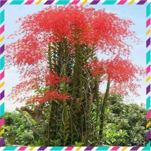 Hoa Lan phượng vỹ(3 cây)