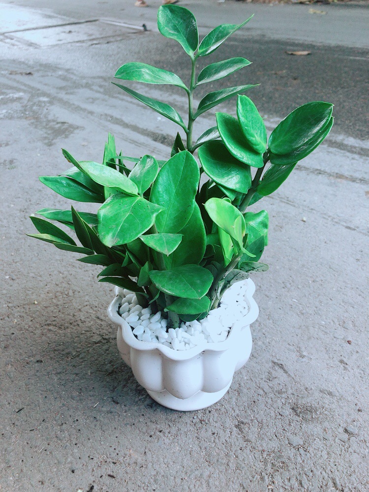 [HCM]Chậu Kim Tiền