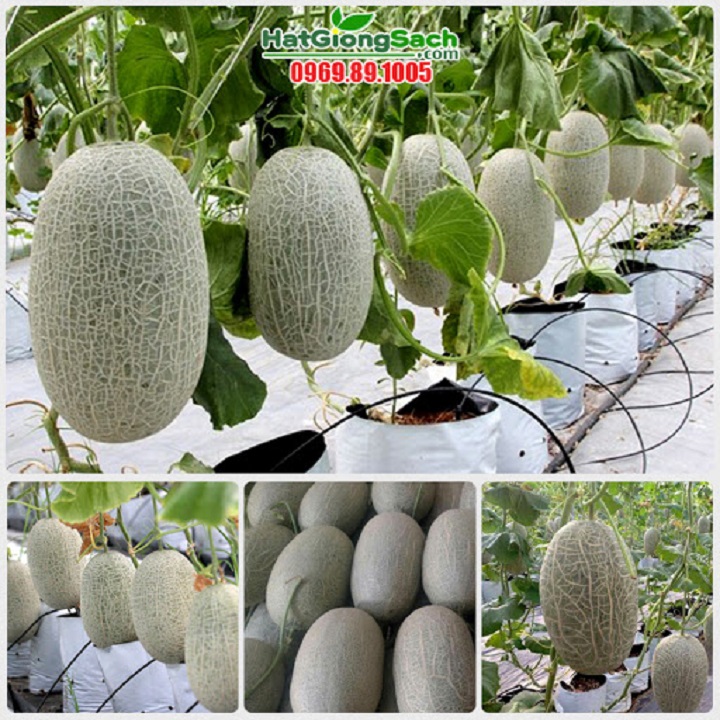Hạt giống Dưa Lưới F1