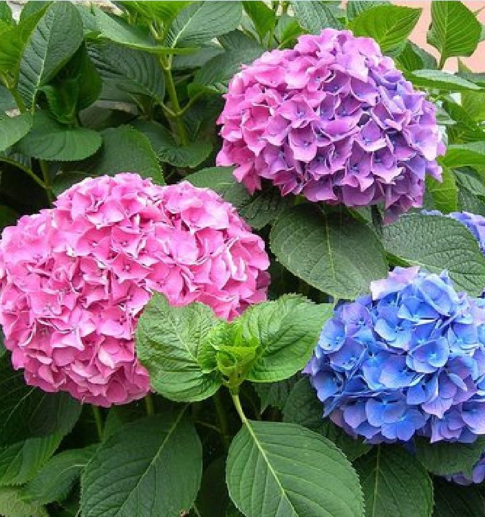 Mixed Color Hydrangea Seeds - 10 Seeds/Package