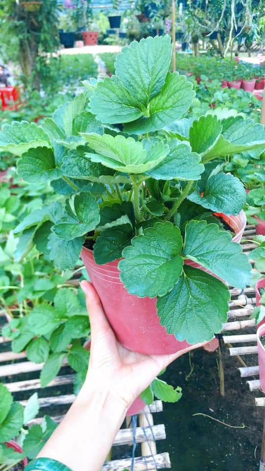 Ngó dâu tây chịu nhiệt