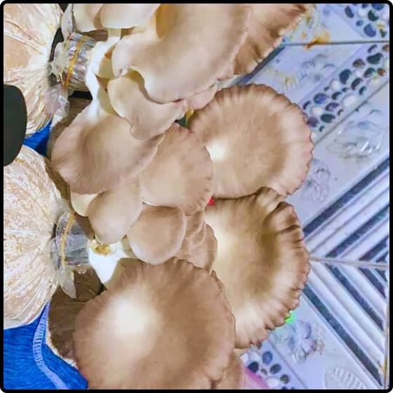 Phôi nấm Bào ngư và Mộc nhĩ ( Kiện 03 bào ngư, 03 mộc nhĩ)