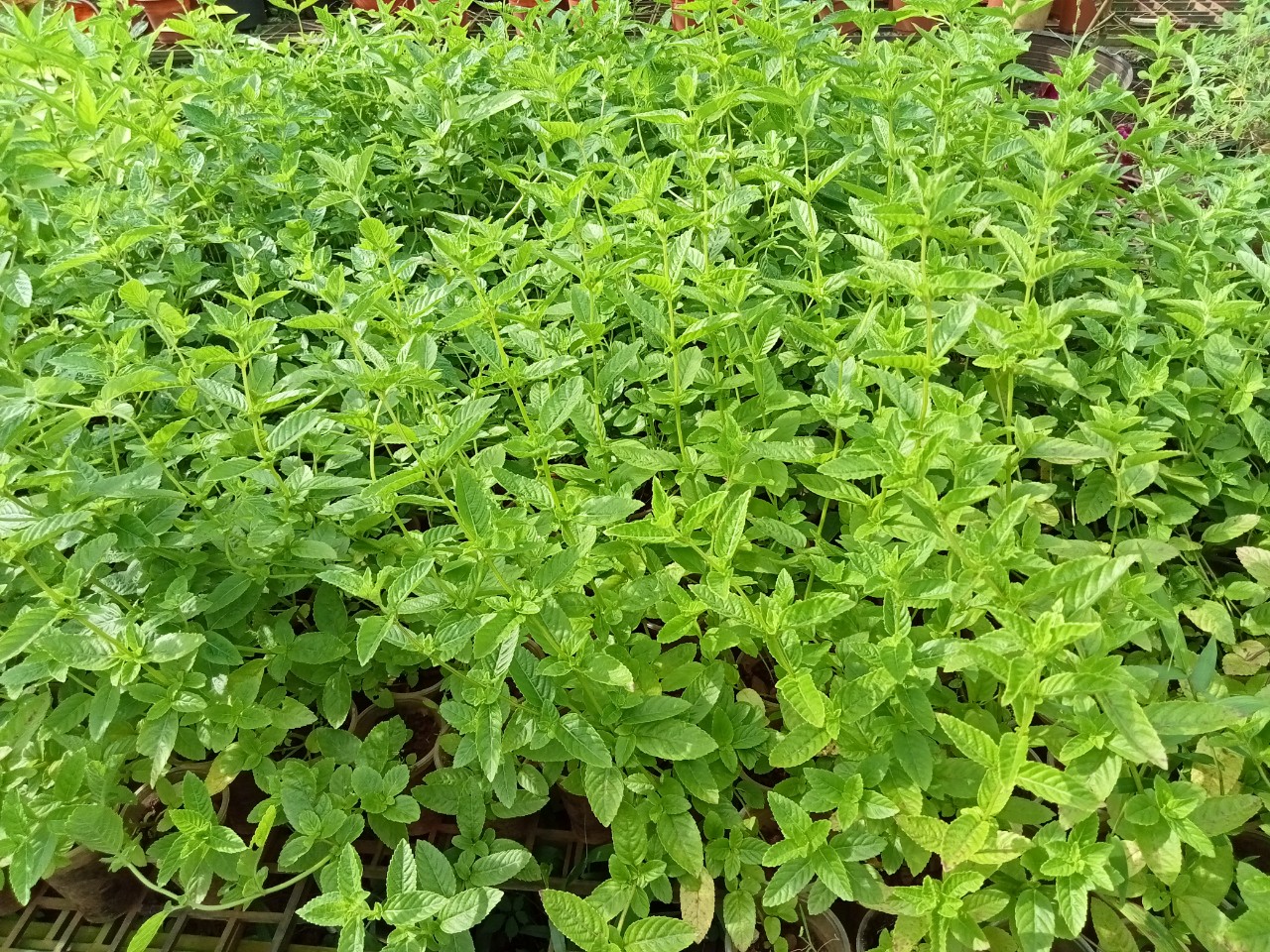 Cây sương sáo, làm thạch sương sáo, thạch đen