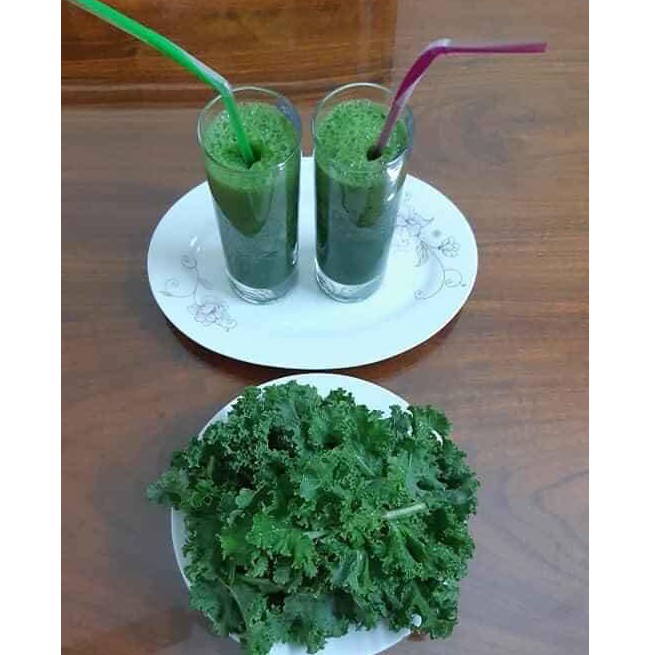 Cải Xoăn Kale Mỹ Khổng Lồ 300 hạt