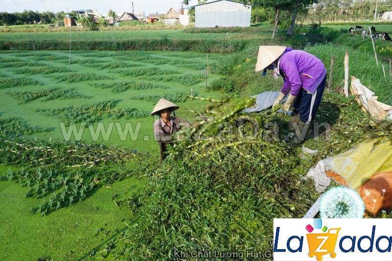 100GR 9K.HẠT Hạt Giống Rau Nhút Rau Rút Dút (| G11*X57)